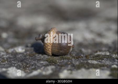 Die einzelne Eichel aus der nördlichen roten Eiche. Quercus Rubra Früchte. Nahaufnahme. Details Stockfoto