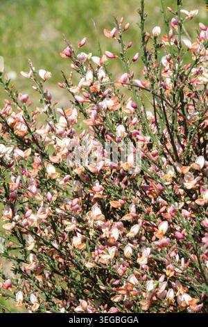 Cytisus praecox „Hollandia“ Stockfoto