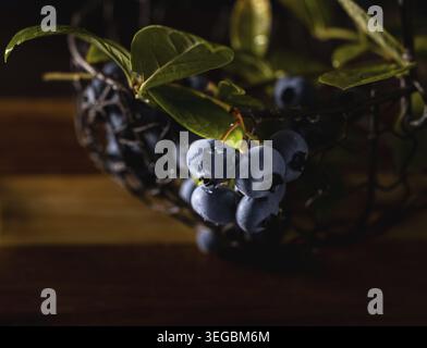 Frische Heidelbeeren mit Wassertropfen in einem Metallkorb Stockfoto