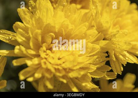 Hellgelbe Chrysanthemen-Blüten mit zarten Blütenblättern, die mit sprudelnden Wassertröpfchen bedeckt sind und für ein wunderschönes Naturschauspiel sorgen Stockfoto