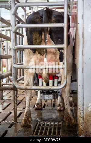 Gefleckte schwarz-weiße Kuh in der Melkmaschine der niederländischen Farm in den niederlanden Stockfoto