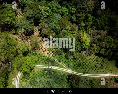 Kaffeefarm, der neue Kulturen auf einem Hügel in Boquete, Chiriquí, Panama anpflanzt, mit üppig grünen Wäldern, die sich von bewirtschaftetem Land und unbefestigten Straßen abheben. Stockfoto