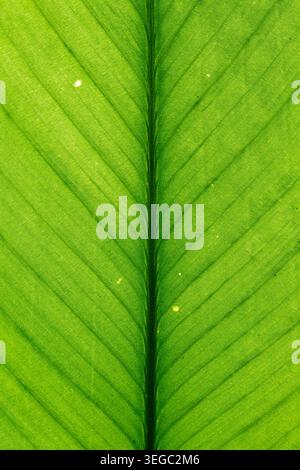 Grüne Blattvenen im Hochformat für Hintergründe und Tapeten. Texturhintergrund. Makrofotografie. Nahaufnahme Stockfoto