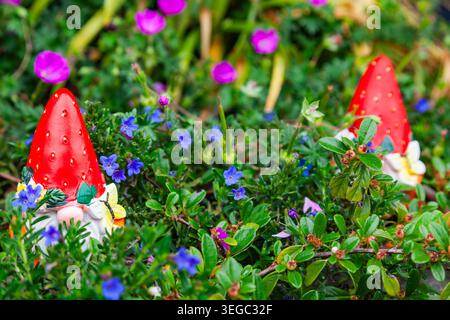 Dekorative Gartenzwerge mit roten Erdbeerhüten, versteckt in üppigem grünem Laub und lila blühenden Blumen im Hinterhof Stockfoto
