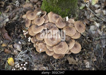 Armillaria mellea, im Wald als Honigpilz bekannt Stockfoto
