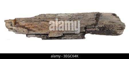 Seeschwalben Holzplanke isoliert auf weißem Hintergrund. Vorlagenmodell Stockfoto