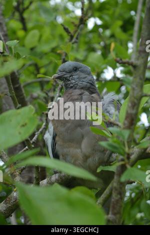 Jungtaube in einem Pflaumenbaum im Sommer Stockfoto