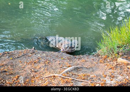 Asian Water Monitor Eidechse oder Varanus Salvator, im Lumphini Park in der Innenstadt von Bangkok. Stockfoto