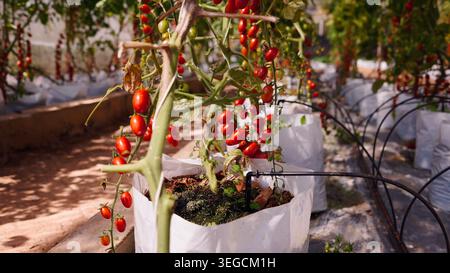 Tomaten, die in Gewächshäusern mit Tropfbewässerungssystem in gewerblichen Betrieben wachsen Stockfoto