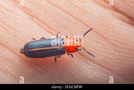 Rotköpfiger Soldat-Käfer mit detailliertem segmentiertem Körper, Antennen und Beinen, der die Textur der menschlichen Haut erforscht. Thailand Fotografie, keine generative Stockfoto