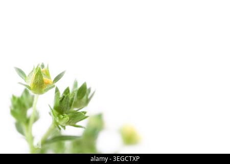 Gelb blühende kleine wilde Wiesenblüten Knospen mit grünen Blättern in der Ecke auf hellem Hintergrund und Platz für Textmakro Stockfoto