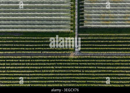 Luftaufnahme symmetrischer Baumreihen in einem Obstgarten und weißem Schutznetz, geteilt durch einen zentralen Pfad in Flevoland, Niederlande. Stockfoto