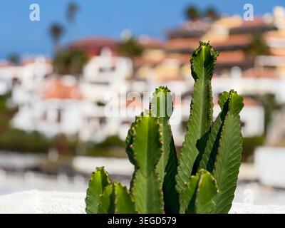Nahaufnahme von Kakteen mit verschwommenen Resortgebäuden im Hintergrund auf Teneriffa. Sonnige mediterrane tropische Urlaubsatmosphäre mit Kopierraum. Trav Stockfoto