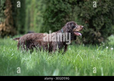Seitenansicht eines braunen Spaniel-Hundes, der in hohem grünen Gras vor grünem Sträucher in einem Park steht. Süßer brauner Jagdhund, der auf einem gre steht Stockfoto