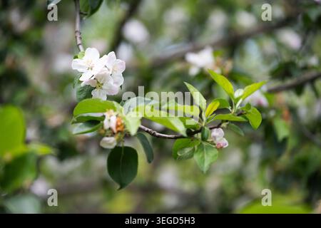Nahaufnahme von zarten weißen und rosa Apfelblüten, die im Frühjahr auf einem Baumzweig mit frischen grünen Blättern blühen. Stockfoto