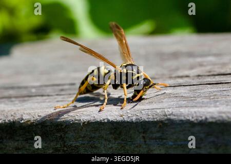 Makroaufnahme einer Wespe (Polistes dominula), die auf einer verwitterten Holzoberfläche steht, Nahaufnahme von Insekten Stockfoto