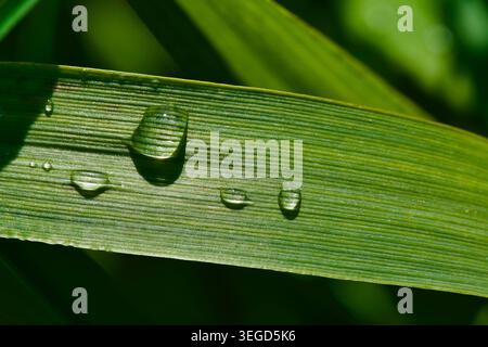 Makroaufnahme von klaren Wassertropfen auf einem leuchtend grünen Grasblatt, Nahaufnahme von Naturaufnahmen mit Morgentau Stockfoto