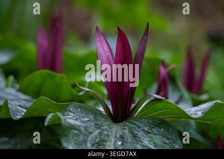 Eine Gruppe dunkelvioletter Trillium kurabayashii-Blüten, die nach Regen durch das glänzende grüne Laub auftauchen und im Frühjahr eine Waldgartenszene schaffen. Stockfoto