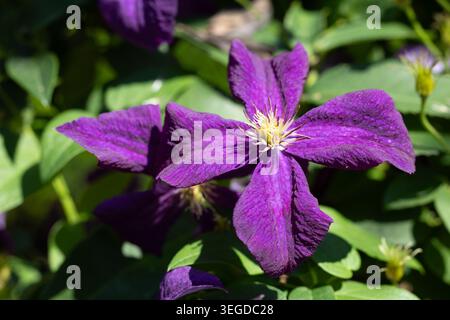 Clematis Jackmanii Stockfoto