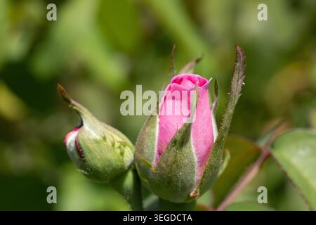 Rosafarbene Rosenknospen Stockfoto