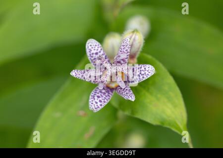 Japanische Krötenlilie (Tricyrtis hirta) Stockfoto