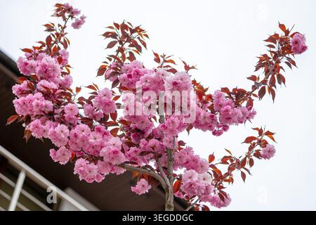 Schöner rosafarbener Kanzan-Kirschblüten-Baumzweig in voller Blüte neben einem Hausbalkon unter einem hellen Frühlingshimmel. Stockfoto
