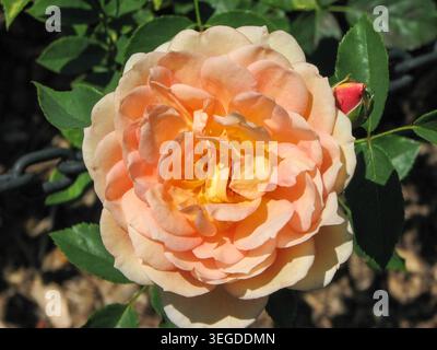 Heirloom Floribunda Roses Stockfoto