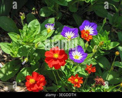 Schwefelkosmos und Zwergmorgendlichkeit Stockfoto