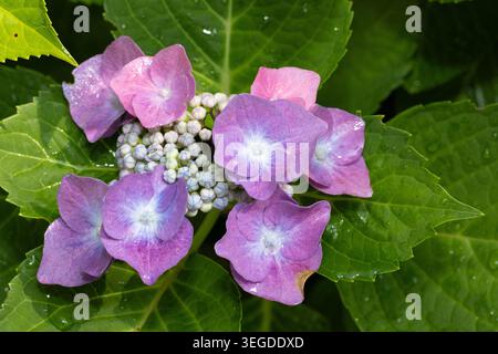 Lacecap Hortensien (Hydrangea macrophylla) Stockfoto