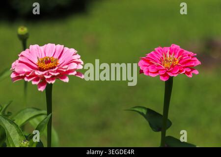 Zinnia elegans Stockfoto