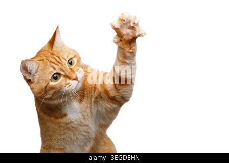 Lustige Ginger Tabby Katze, die eine Pfote hoch oben hebt, während sie auf isoliertem weißem Hintergrund in verspieltem Studio-Porträt sitzt Stockfoto