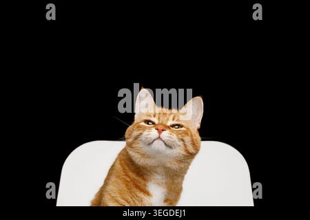 Ginger-Tabby-Katze mit weißer Brust, die auf weißem Stuhl sitzt und wachsam vor dunklem schwarzem Hintergrund im Studio schaut Stockfoto