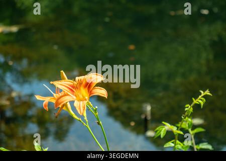 Hemerocallis fulva (Tawny Daylily) Stockfoto