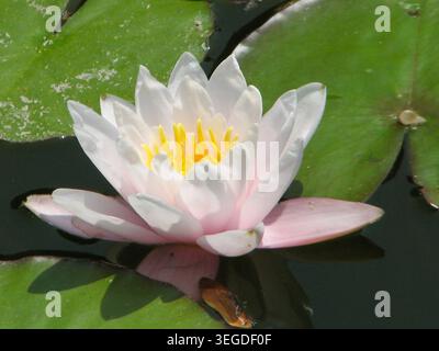 Marliacea Albida Winter Hardy Wasserlilie Stockfoto