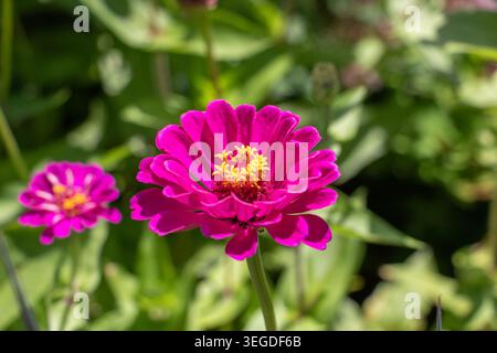 Zinnia Blume Stockfoto