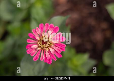 Zinnia elegans „Queen Red Lime“ Stockfoto
