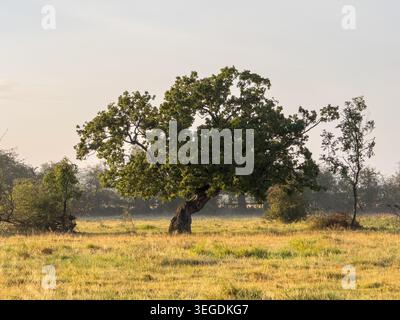 Reifer knorriger Baum auf einer grasbewachsenen Wiese im warmen Morgensonnenlicht mit leichtem Nebel über die Landschaft. Stockfoto