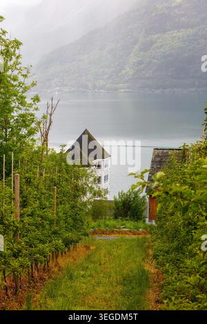 Nordische Landwirtschaft auf dem Land im Fjorddorf mit Apfelplantagen, ruhigem Hardangerfjord und nebeliger Bergkulisse, die den lokalen Rhythmus von s prägen Stockfoto