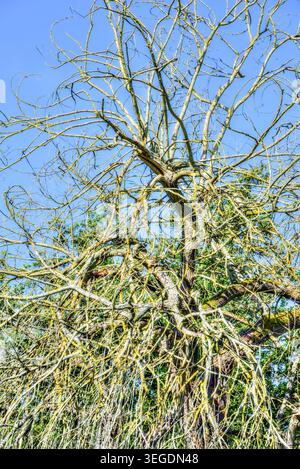Trauerweide (Salix babylonica) tot nach einem Jahr schwarzer Canker-Krankheit - Zentralfrankreich. Stockfoto