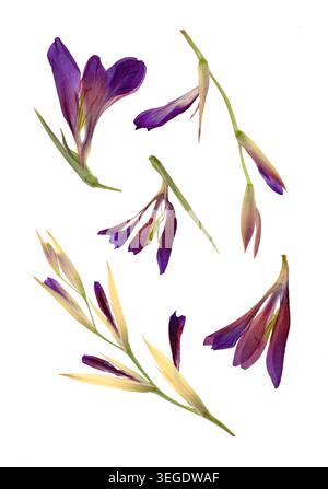 Zusammensetzung gepresster getrockneter violetter Blüten und Knospen isoliert auf weißem Hintergrund. Flaches Herbarium mit zarten violetten Blüten und dünnem Grün Stockfoto