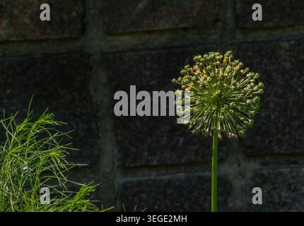 Ein kugelförmiger Allium-Samenkopf und eine Dill-Pflanze Stockfoto