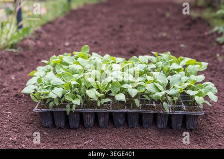 Auberginen-Setzlinge in Pflanzblechen auf frisch bewirtschaftetem Gartenboden vor der Umpflanzung im Freien. Stockfoto