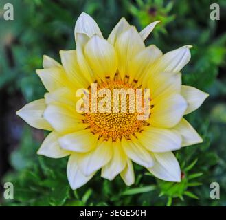 Die hellgelbe und weiße Blüte einer Gazania, „Sunny-Side Up“, England, Vereinigtes Königreich Stockfoto