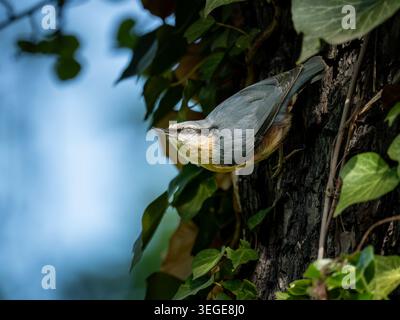 Eurasische Nuthatch auf Baumstamm mit Efeu, Vítkov Park, Prag, Tschechische Republik Stockfoto