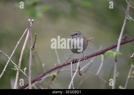 Auf Augenhöhe gerichtetes Bild eines Dunnocks (Prunella modularis) auf einer horizontalen Zweigstelle, etwas rechts vom Bild, Kopf nach links gedreht, aufgenommen in Großbritannien Stockfoto