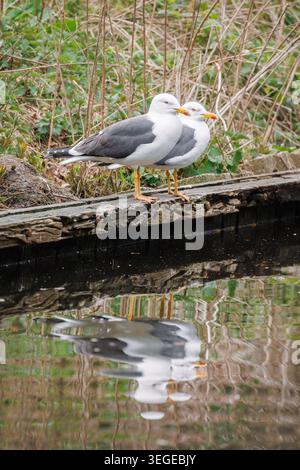 Zwei kleine Schwarzmöwen (Larus fuscus) auf einer Holzplanke mit Reflexionen in dunklem stillen Wasser, dahinter Feuchtvegetation Stockfoto