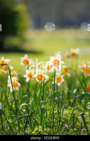 Einzelne zweifarbige Narzissenblüte mit weißen Blüten und orangener Corona im Fokus in einem Frühlingsgarten, vertikale Komposition, weicher Bokeh Hintergrund Stockfoto