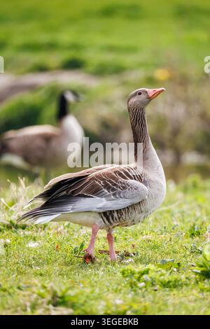 Graugans (Anser anser), wachsam auf grünem Gras, Ganzkörperporträt, Kanadas Gans im Hintergrund verschwommen Stockfoto