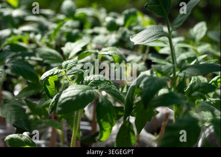 Junge Tomatensämlinge in der Sonne Stockfoto