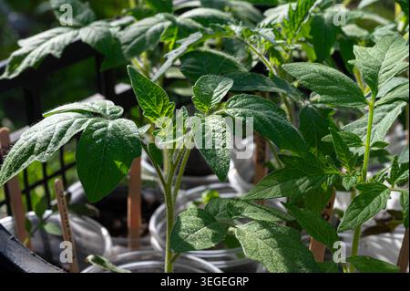 Junge Tomatensämlinge im Garten vor dem Pflanzen Stockfoto